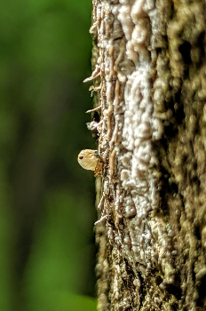 Spottel Lanternfly Nymph by Jason Bielski Spottel Lanternfly Nymph by Jason Bielski