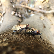 Spotted Lanternfly Photo by Jason Bielski Spotted Lanternfly Photo by Jason Bielski